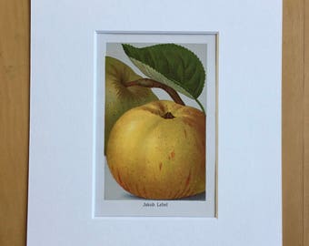 1927 Original Vintage Fruit Lithograph - Apple - matted and available framed -  Botanical Decor - Kitchen Decor - Vintage Botany