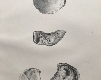 1883 Living Ostreidae Original Antique Print - Mounted and Matted - Fossil - Geology - Available Framed