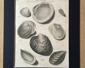 1819 Original Antique Engraving - Seashell - Shell - Conchology - Shellfish - Marine Wildlife Decor - Available Matted and Framed