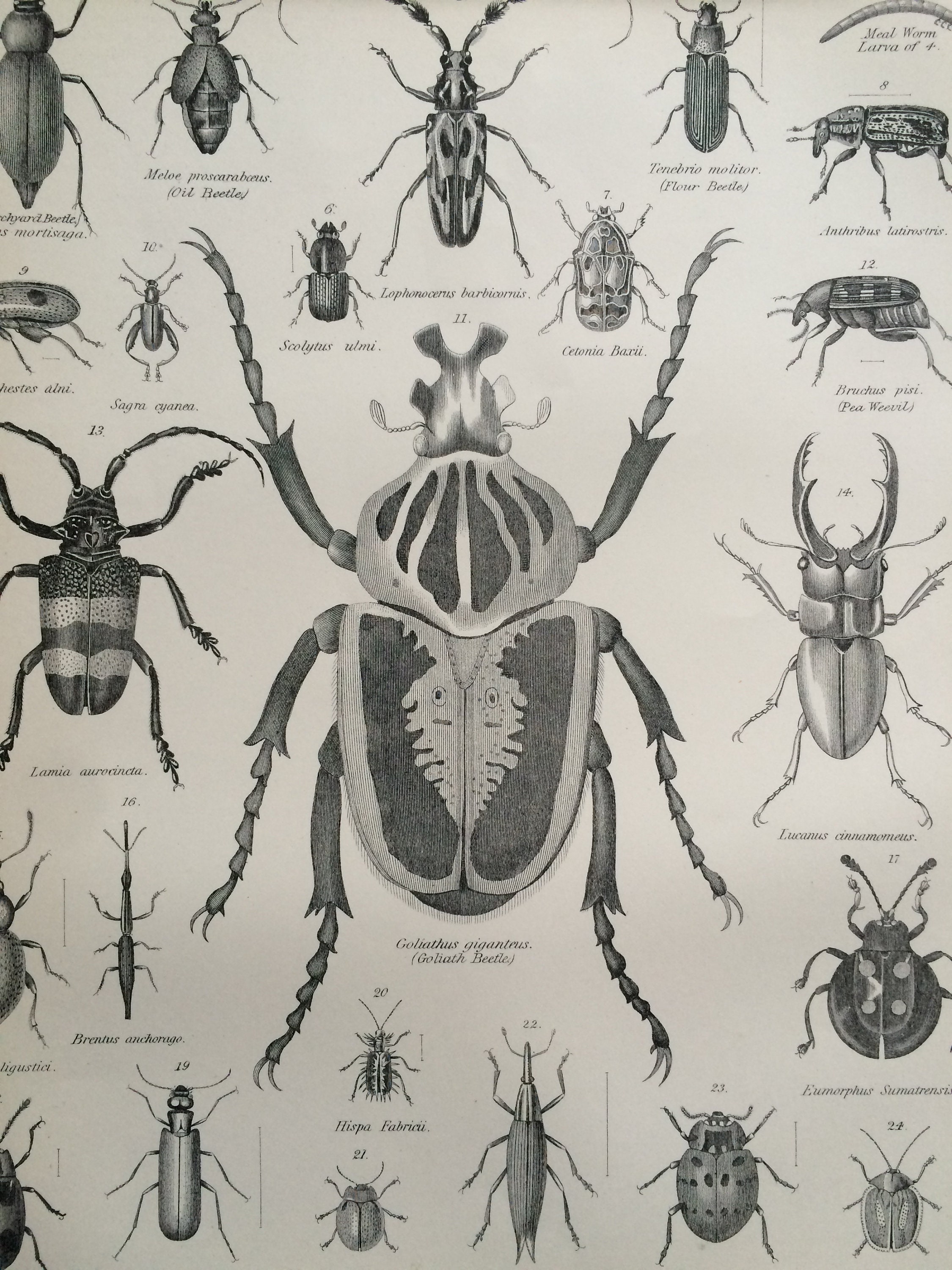Coleoptera Bugs Beetles Insects Digitally Restored Print 1878 1