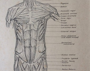 1949 Original Vintage Anatomical Print - Muscles of the Trunk - Anatomy - Medical Decor - Science - Mounted and Matted - Available Framed