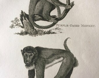 1800 Purple-Faced Monkey and Brown Baboon Original Antique Engraving - Wildlife - Zoology - Natural History