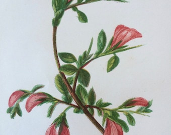 1852 Original Antique Hand-Coloured Anne Pratt Botanical Illustration - Rest Harrow - Flower - Botany - Garden - Available Framed