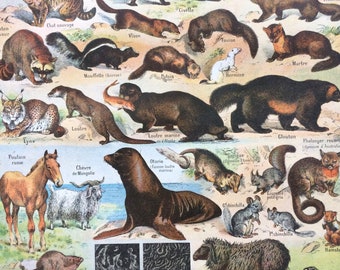 1923 Animals Original Antique Print - Mounted and Matted - Decorative Art - Wall Decor - Seal - Walrus - Sheep Swa - Beaver - Raccoon - Fox