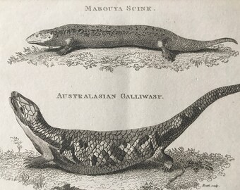 1802 Mabouya Scink and Australasian Galliwasp Original Antique Engraving - Natural History - Zoology - Reptile - Available Matted and Framed