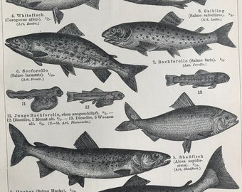 1897 Fishes Original Antique Print - Mounted and Matted - Ichthyology - Fishing - Fish Species - Available Framed
