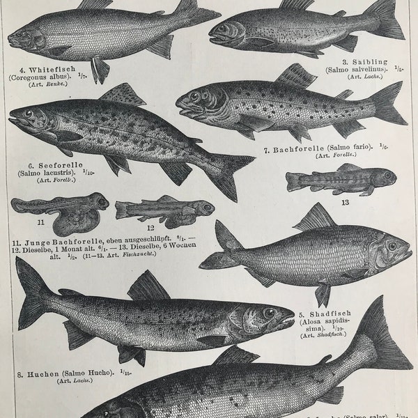 1897 Fische Original Antiker Druck - montiert und mattiert - Ichthyologie - Angeln - Fischarten - Verfügbar gerahmt