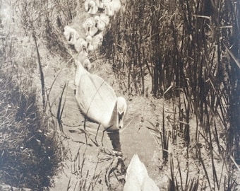 1940s Swan Family Sepia photo Original Vintage Print - Mounted and Matted - Bird - Ornithology - Cygnet - Available Framed