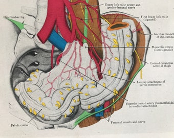 1942 Pelvic Colon and Mesocolon Original Vintage Anatomical Print - Organs- Anatomy - Medical Decor - Biology - Available Framed