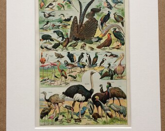 1923 Birds Original Antique Print - Mounted and Matted - Decorative Art - Wall Decor - Vintage Bird Art - Ornithology - Wildlife Decor