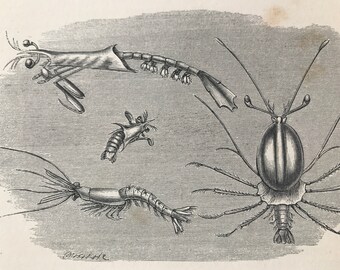 1863 Glassy Ericthus, Chameleon Shrimp Original Antique Print - Fish - Ocean Wildlife - Marine Decor - Mounted and Matted - Available Framed
