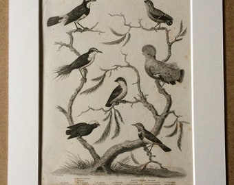 1819 Passeres Original Antique Engraving - Available Mounted and Matted - Ornithology - Bird - Decorative Art - Manakin - Warbler - Framed