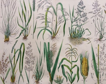 1890 Large Original Antique Botanical Lithograph - Botanical Print - Botany - Plants - Botanical Art - Wall Decor - Grass - Sedge - Reed