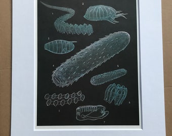 1988 Pelagic Tunicates Original Vintage Print - Ocean Wildlife - Marine Decor - Mounted and Matted - Available Framed