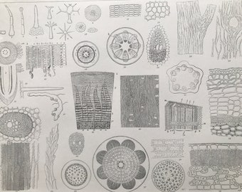 1869 Botany Large Original Antique Print - Botanical Art - Plant Cells - Gift for Botanist - Mounted and Matted