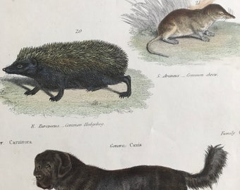 1862 Mole, Shrew, Hedgehog, Tibet Dog Original Antique Hand Coloured Engraving - Available Mounted, Matted and Framed - Wildlife