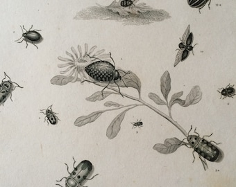 1819 Beetles Original Antique Engraving - Vintage Insect Art - Coleoptera - Entomology