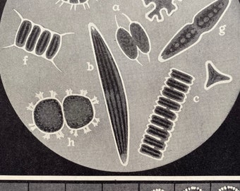 1930 Wonders of the Microscope Original Antique Print - Science - Desmids - Microscopic Plants - Available Framed