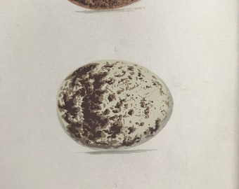 1871 Birds Egg Original Antique Print - Mounted and Matted - Available Framed - Ornithology - Barn Owl, Sparrow Hawk, Kestrel