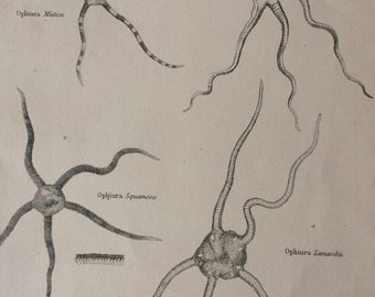 1862 Echinodermata Original Antique Engraving - Available Mounted, Matted and Framed - Marine Species - Starfish - Zoology