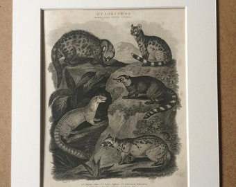 1819 Zibet, Fofsane, Ichneumon, Weasel and Civet Original Antique Engraving - Available Mounted and Matted - Wildlife Decor - Framed