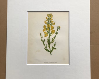1852 Original Antique Hand-Coloured Anne Pratt Botanical Illustration - Dyer's Green Weed - Flower - Botany - Garden - Available Framed