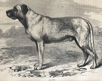 c.1860 Original Antique Print - Mastiff - Natural History - Animal Art - Mounted and Matted - Available Framed