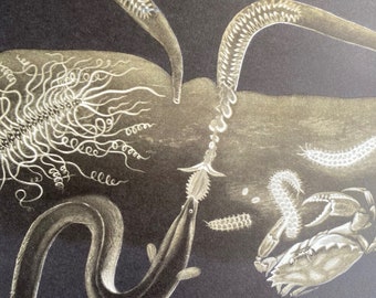 1968 Original Vintage Print - Worms and Crab - Mounted and Matted - Available Framed