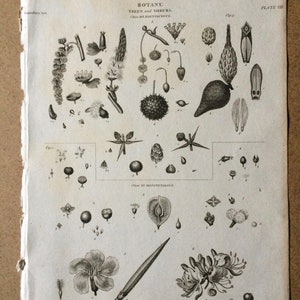 1819 Original Antique Botanical Engraving Mounted and Matted Botanical Art Flower Plant Trees and Shrubs Botany Framed image 4