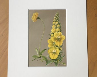 1886 Original Antique Botanical Illustration - Vintage Flower Print - Decorative Wall Art - Mounted and Matted - Available Framed