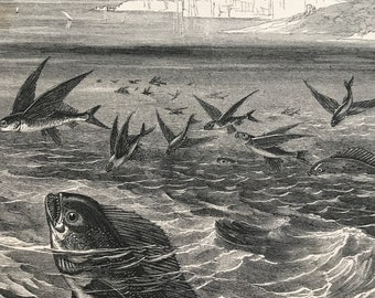 1863 Coryphene Original Antique Print - Fish Illustration - Marine Decor - Ocean Wildlife - Mounted and Matted - Available Framed
