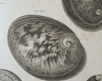 1819 Original Antique Engraving - Seashell - Shell - Conchology - Shellfish - Marine Wildlife Decor - Available Matted and Framed