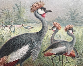 1893 East African Balearic Crane Original Antique Print - Ornithology - Bird Art - Mounted and Matted - Available Framed