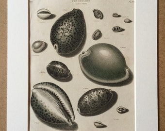 1819 Original Antique Engraving - Seashell - Shell - Conchology - Shellfish - Marine Wildlife Decor - Available Matted and Framed