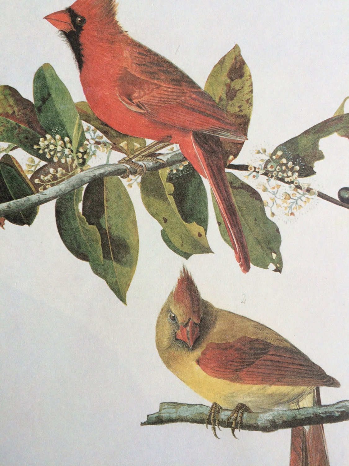 1966 CARDINAL Original Vintage Audubon Print, Matted and Ready to Frame