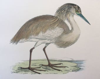 1903 Squacco Heron Original Antique Matted Hand-Coloured Engraving - Ornithology - Available Framed - Wildlife - Decorative Art