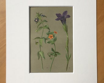 1886 Original Antique Botanical Illustration - Vintage Flower Print - Decorative Wall Art - Mounted and Matted - Available Framed