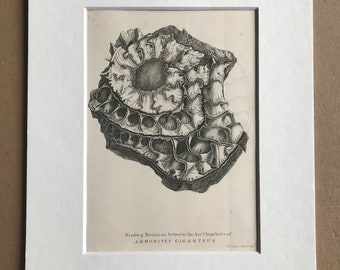 1858 Original Antique Engraving - Winding Partitions between the Air Chambers of Ammonites Giganteus - Palaeontology - Fossil - Geology