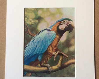 1940s Macaw Original Vintage Print - Mounted and Matted - Bird - Ornithology - Wildlife - Available Framed