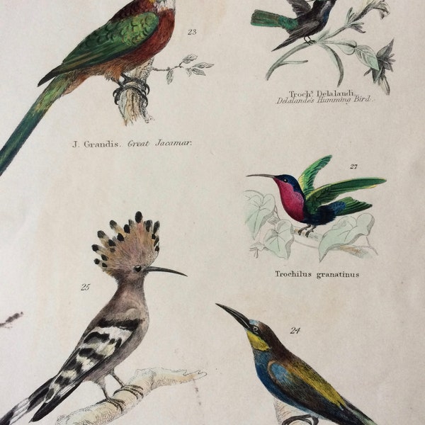 1862 Jacamar Hummingbird Bee-Eater Hoopoe Original Antique Hand Coloured Engraving - Available Mounted, Matted and Framed - Bird