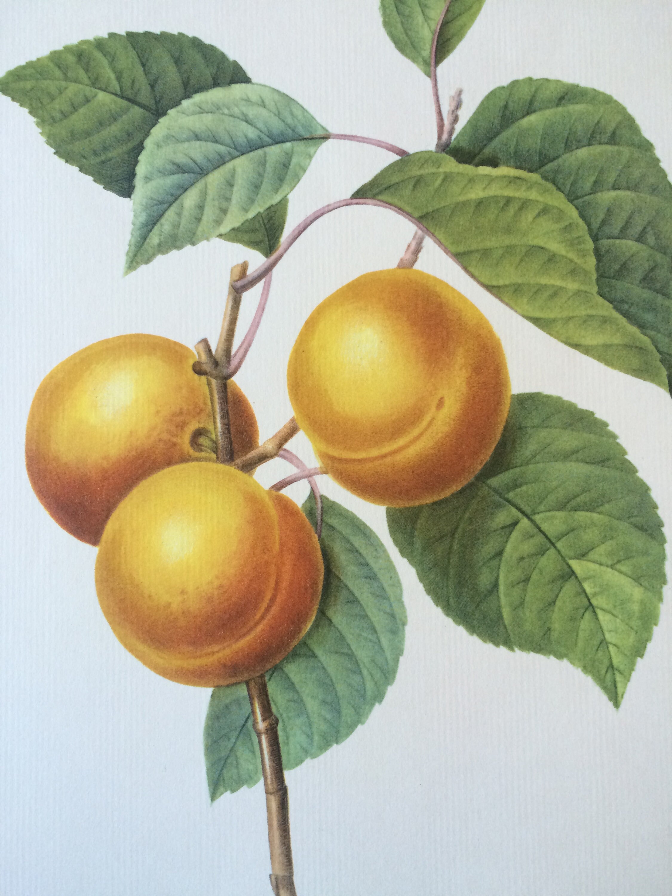1955 Original Vintage Redoute Botanical Illustration Apricot Peach