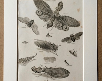 1819 Original Antique Engraving - Vintage Insect Art - Lanternfly - Bug - Hemiptera - Entomology - Available Matted and Framed