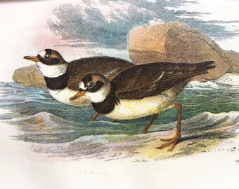 1896 Ringed Plover Original Antique Chromolithograph - Bird - Ornithology - Mounted and Matted - Available Framed