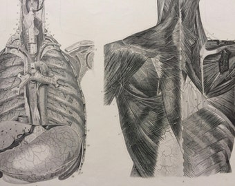 1869 Thorax Large Original Antique Engraved Illustration - Anatomical Print - Anatomy - Medical Decor - Science - Mounted and Matted