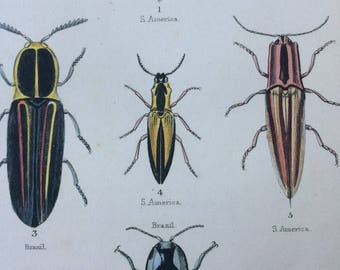 1845 Original Antique Hand-Coloured Steel Engraving - Coleoptera - Jardine - Entomology - Insect - Beetles - Bugs - Decorative Art