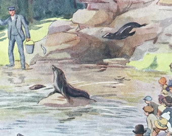 1919 Sea Lions Original Vintage Margaret W. Tarrant Illustration - Zoo - Animal Art - Available Framed - Nursery Decor - Children's Book