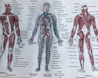 1923 Anatomy Original Antique Print - Mounted and Matted - Decorative Art - Wall Decor - Muscles - Lymphatic System - Veins