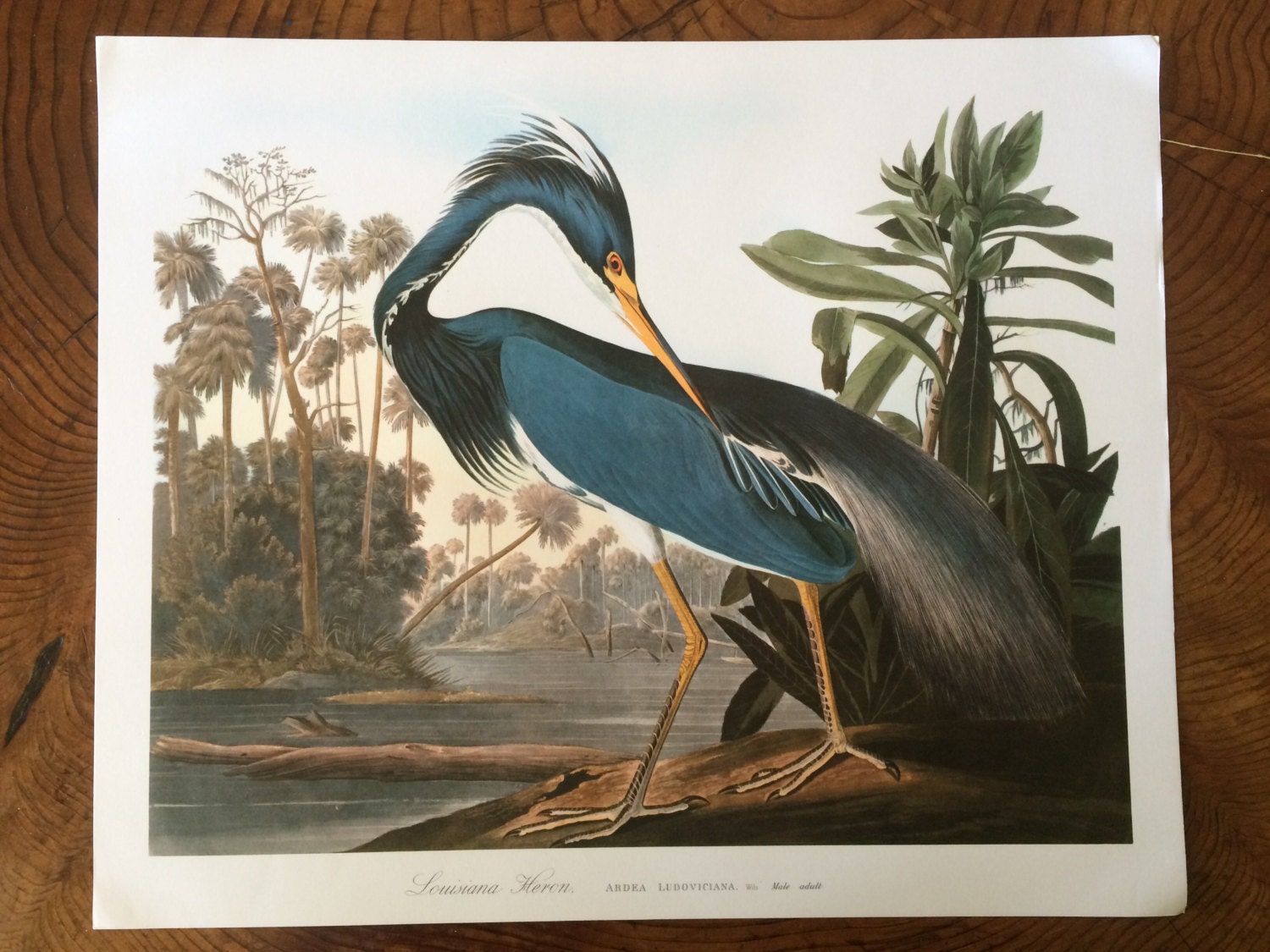 LOUISIANA HERON Large Original Vintage 1964 Audubon Print, 14 x 17