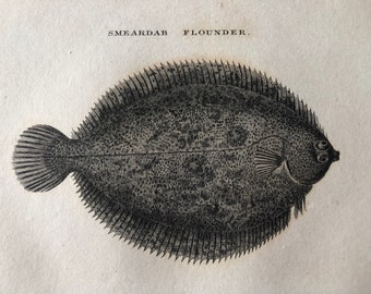 1812 Smeardab Flounder Original Antique Engraving - Ichthyology - Fish Art - Fishing Cabin Decor - Available Framed