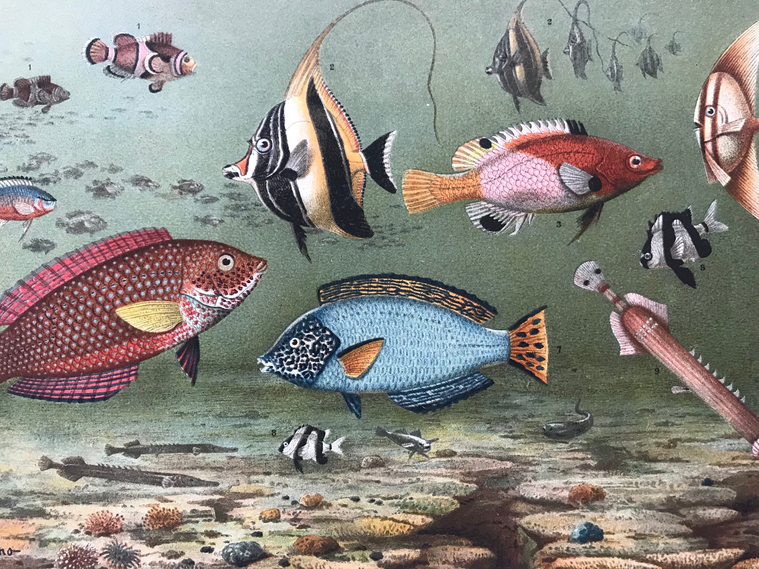 Девонский период век рыб. Какие рыбы веке. Виды рыб. Исторические рыбы. Исторические рыбы.